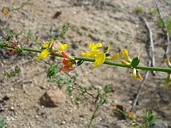 lotus scoparius